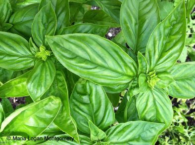 Basil is one of the few herbs that is an annual.